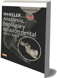 Google Books: Wheeler Anatomia, Fisiologia y Oclusion Dental, 10 ed. de J. Nelson en PDF Filedropper, Microsoft OneDrive, Google Drive, Dropbox, MediaFire, WeTransfer, Load.to, LimeTorrents, Meocloud | Kindle - iPad descargas ilimitadas